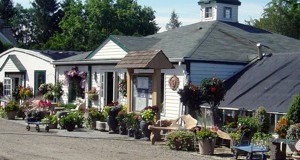 Welcome to The Country Nursery!