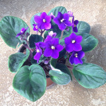 Houseplants_African-violet