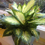 Houseplants_Aglonema