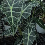 Houseplants_Alocasia Polly