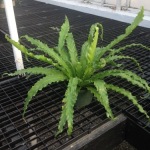 Houseplants_Birds Nest Fern