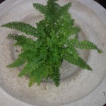 Houseplants_Boston Fern