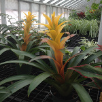 Houseplants_Bromeliad