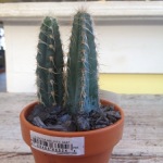Houseplants_Cactus