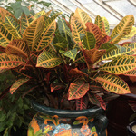 Houseplants_Croton