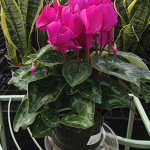 Houseplants_Cyclamen