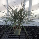 Houseplants_Dracena marginata