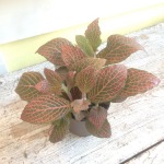 Houseplants_Fittonia