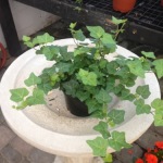 Houseplants_Ivy