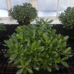 Houseplants_Jade Plant