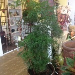 Houseplants_Miing Aralia