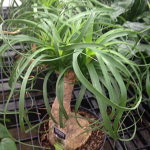 Houseplants_Ponytail-Palm